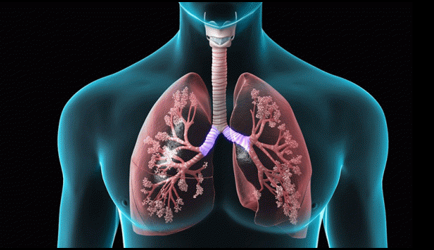 transparent blue image on black background of man's healthy pink trachea and lungs. Smoking, lung health, oral health, dental cleanings, dental hygiene.